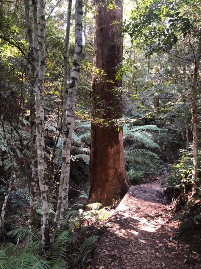Twin Falls Bush Cottages Fitzroy Falls Екстер'єр фото