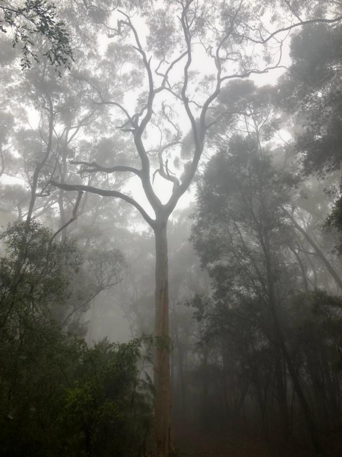 Twin Falls Bush Cottages Fitzroy Falls Екстер'єр фото